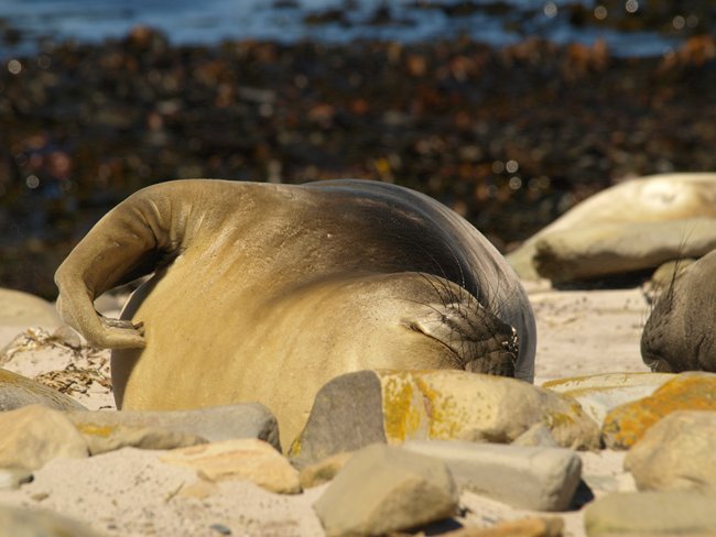 ../../Pictures/241209/137 Seeelefanten.JPG